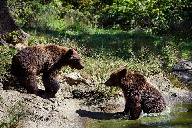 Meet the Free Bears and visit Dracula's Castle in a Day Trip from Bucharest - The 7:00 am departure from Bucharest