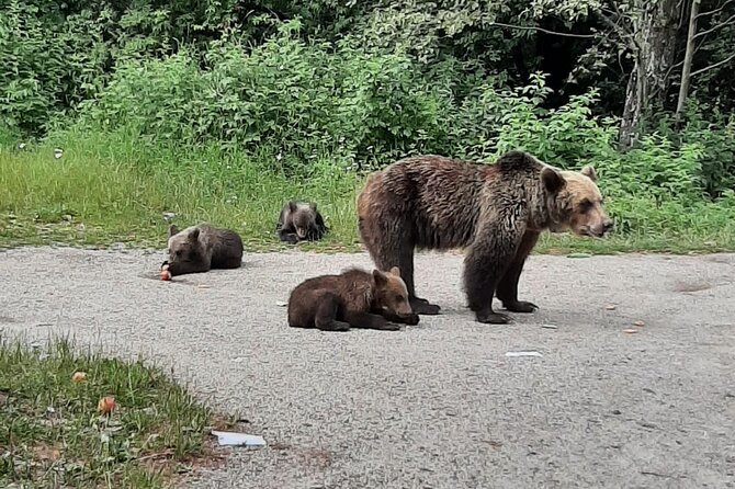 Meet Wild Brown Bears on the Roads to Real Dracula's Fortress - Curtea de Arges and the story of sacrifice