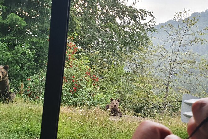 Meet Wild Brown Bears on the Roads to Real Dracula's Fortress - What the $297.68 price means