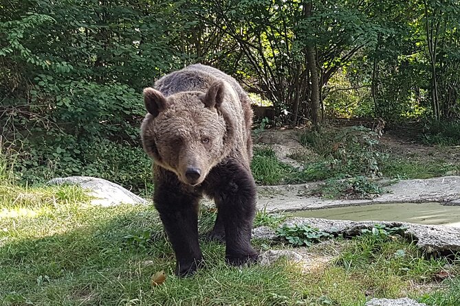 Meet Wild Brown Bears on the Roads to Real Dracula's Fortress - The guides and the human side of the experience