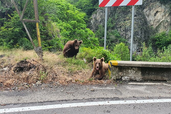 Meet Wild Brown Bears on the Roads to Real Dracula's Fortress - Climbing the 1,480 steps to Poienari