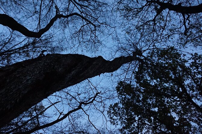 Night Tour in Hoia Baciu Forest - Reaching Poiana Rotunda, the Round Clearing