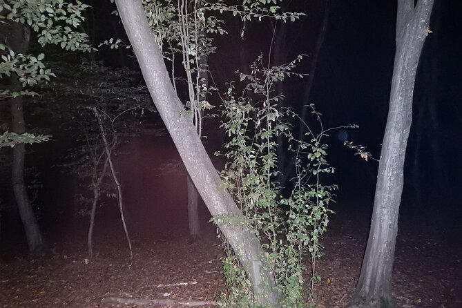 Night Tour in Hoia Baciu Forest - What Alex Adds to the Experience