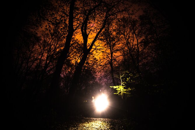 Night Tour in Hoia Baciu Forest - Entering the Forest After Dark