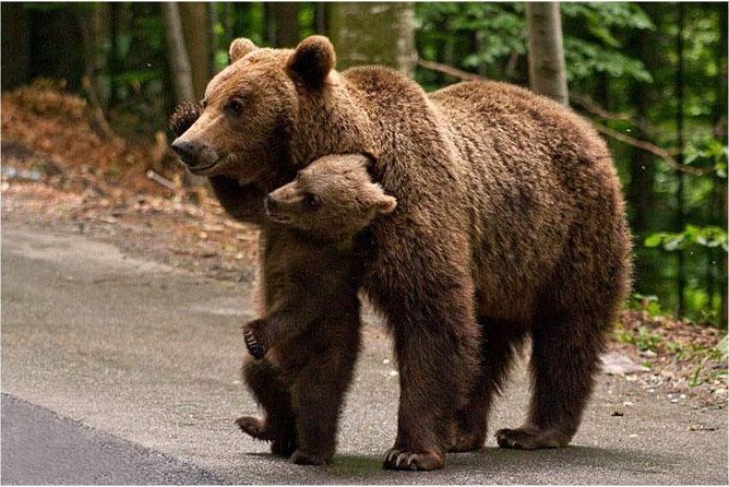 One day trip Bear Sanctuary Dracula Castel and Rasnov Fortress from Brasov - Timing: an eight-hour promise with some uncertainty