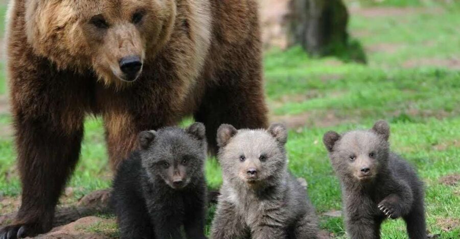 One day trip Bear Sanctuary, Dracula Castle - Why Pair a Bear Sanctuary With Bran Castle?