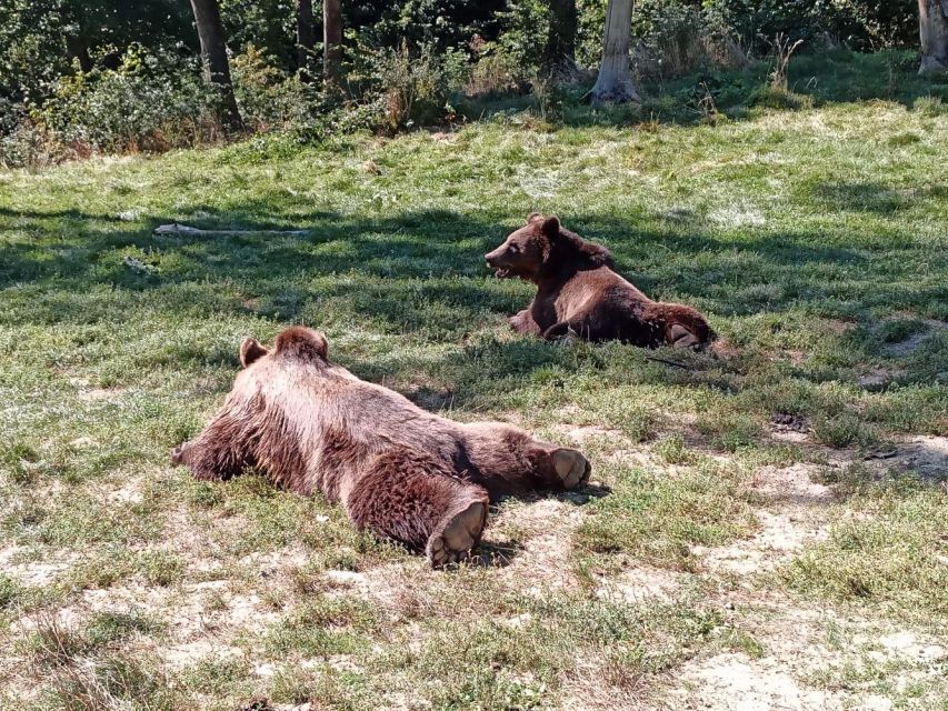 One day trip Bear Sanctuary, Dracula Castle - Who Will Enjoy This Day Trip Most?