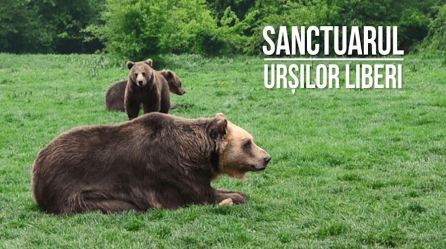 One day trip Bear Sanctuary, Dracula Castle - Cancellation and Booking Notes