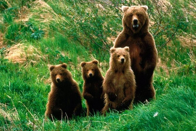 One day trip Bear Sanctuary, Dracula Castle, Rasnov Fortress from Brasov - Starting in Brasov at 8:30 a.m.