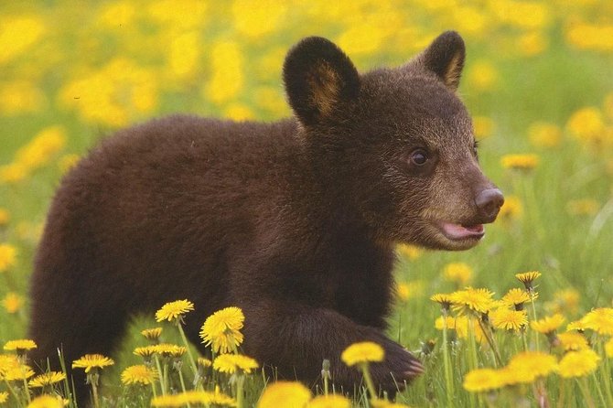 One day trip Bear Sanctuary, Dracula Castle, Rasnov Fortress from Brasov - What the $60.34 price really covers