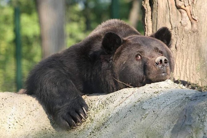 One day trip Bear Sanctuary, Dracula Castle, Rasnov Fortress from Brasov - Who will enjoy this day most