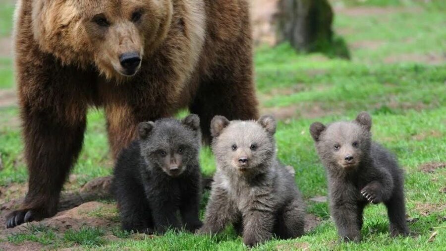 One day trip Bear Sanctuary, Dracula Castle - Seeing Brown Bears at Libearty Zărnești