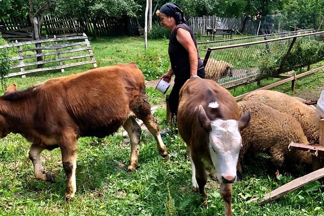 Original Carpathian Village Experience and Sinaia in one day tour - What this Bucharest day trip is really offering