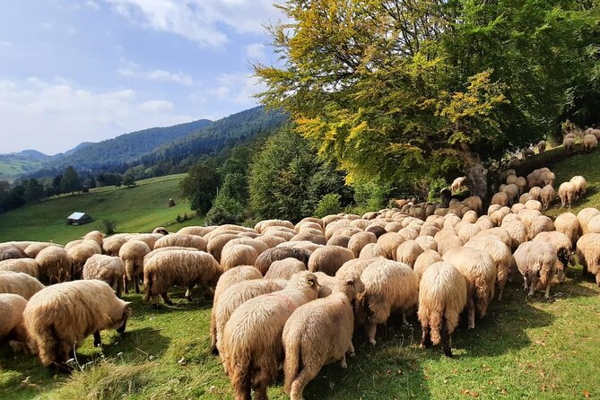 Pestera and Magura Full-Day Private Walking Tour from Brasov - What the guide can add to the day