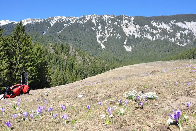 Piatra Craiului National Park Private Hiking Tour from Brasov - How the private format affects the value
