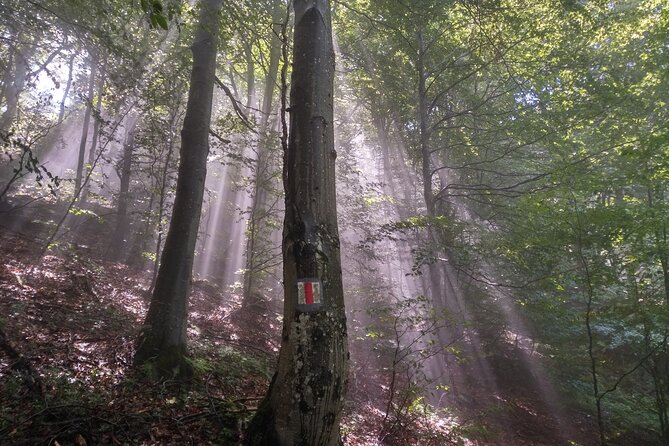 Piatra Craiului National Park Private Hiking Tour from Brasov - Who will enjoy this mountain day most