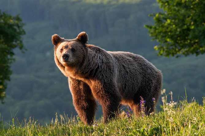 Private Brown Bear Watching Experience near Odorheiu Secuiesc - Starting near Cristuru Secuiesc