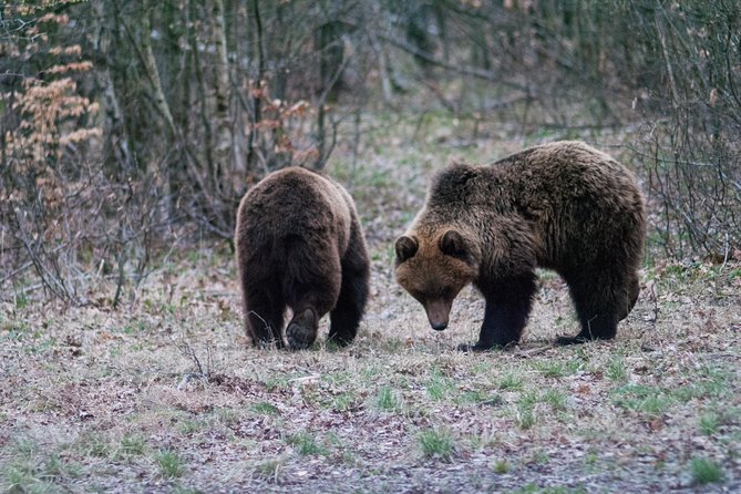 Private Brown Bear Watching Experience near Odorheiu Secuiesc - Walking 500 meters to the hide