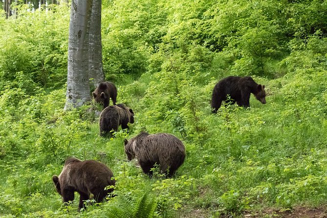Private Brown Bear Watching Experience near Odorheiu Secuiesc - Three quiet hours watching the forest