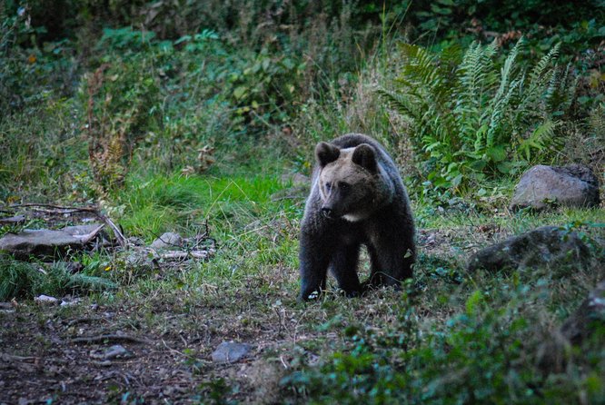 Private Brown Bear Watching Experience near Odorheiu Secuiesc - Safety, distance, and the armed ranger
