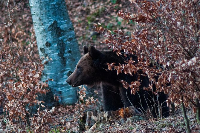 Private Brown Bear Watching Experience near Odorheiu Secuiesc - Photography without disturbing the animals
