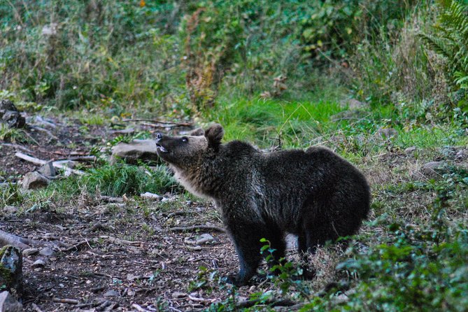 Private Brown Bear Watching Experience near Odorheiu Secuiesc - Following tracks after the hide