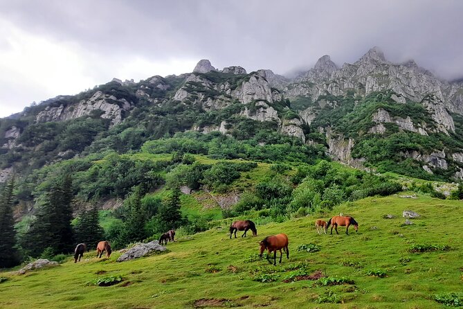 Private day hike from Brasov to Malaiesti Cottage - The Five to Six Hours on the Trail