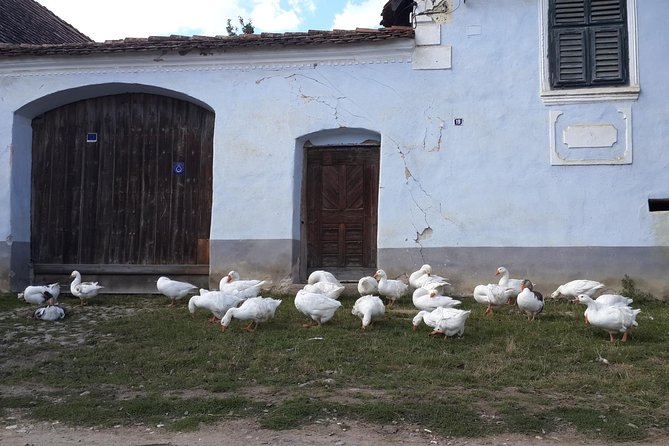 Private Day Tour Sighisoara and Viscri from Brasov with Hotel Pick Up/ Drop Off - Viscri Fortified Church and the slow pace of village life