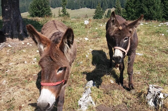 Private Full-Day Hiking Tour in Piatra Craiului National Park - Cooling off in Valea Prăpăstiile Zărneștiului
