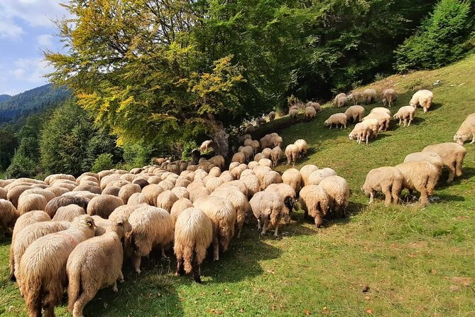 Private Full-Day Hiking Tour in Piatra Craiului National Park - A sensible stop at Cabana Curmătura