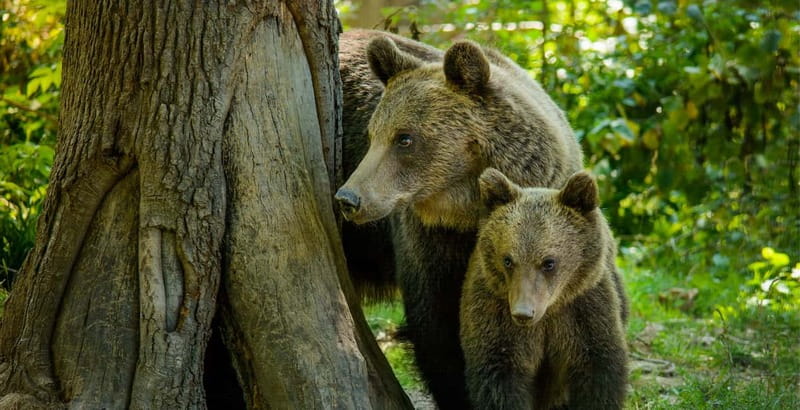 Private Guided Tour Dracula's Castle & Bear Sanctuary - Key points to know before you book