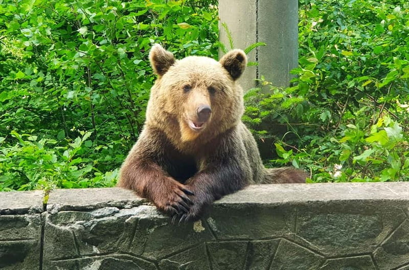 Private Guided Tour Dracula's Castle & Bear Sanctuary - Walking through the Liberty Bear Sanctuary in Zarnesti