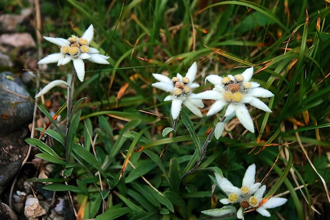 Private Hiking to Bucegi Natural Park from Brasov - The 2,000-meter plateau and mountain views