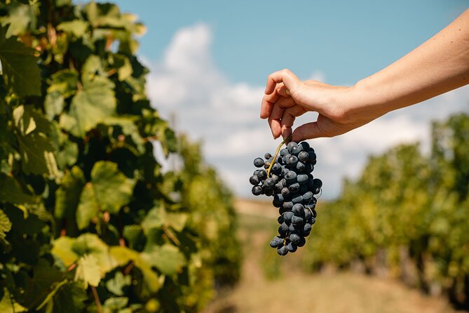 Private Tasting Expedition Along Romania’s Most Famous Wine Route - Who Will Enjoy This Most