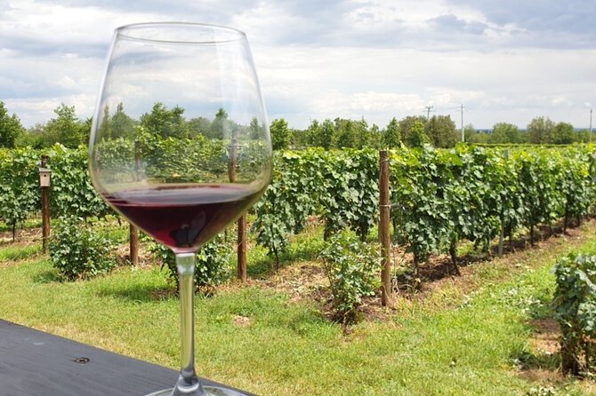 Private Wine Tasting in Cellar and the Winemaking process - How the $160.75 price compares with the experience