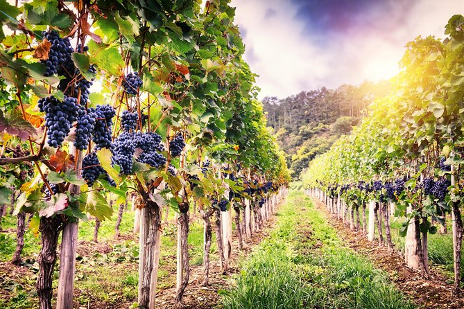Romanian Wine Tasting - Why this Bucharest wine day is worth your time