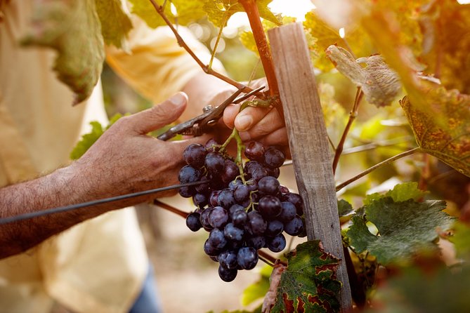 Romanian Wine Tasting - Who will enjoy this day most