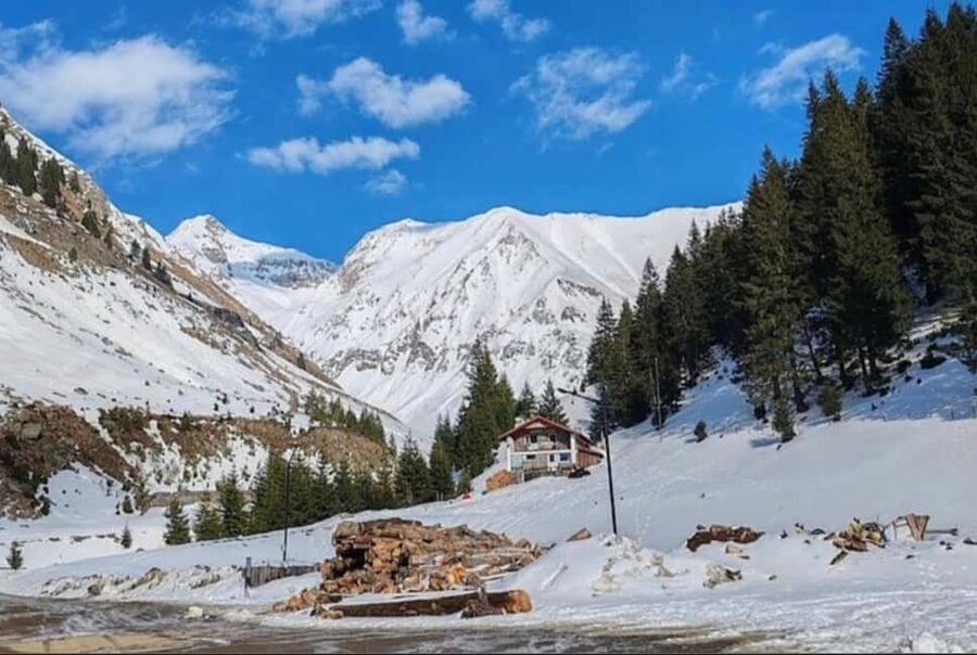 Small group Bears 'Safari' on Transfăgărășan -max 7 tourists - Why the small group changes the day