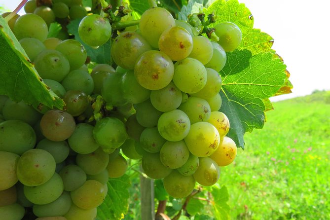 The wine route by bike - The cycling level and equipment