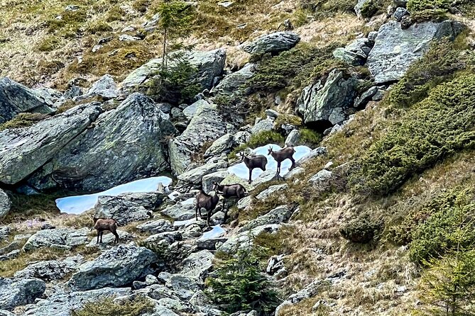 Transfagarasan Highway and Bran Castle Day Trip From Brasov - Bran Castle arrives late, but earns its place