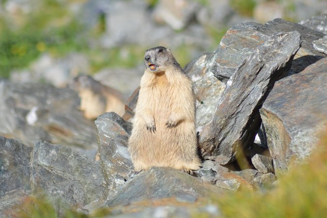 Transfagarasan, Vidraru and Poenari Fortress Tour from Sibiu - Why this Sibiu day trip is worth your time