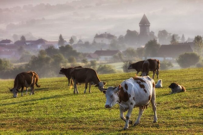 Transfer Bucharest -Brasov with Targoviste and Bran Castle visits - Who should choose this Bucharest day trip?