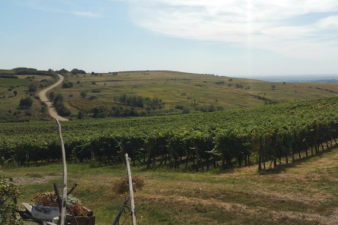 Vineyards and wine tasting experience - Key points to know before booking
