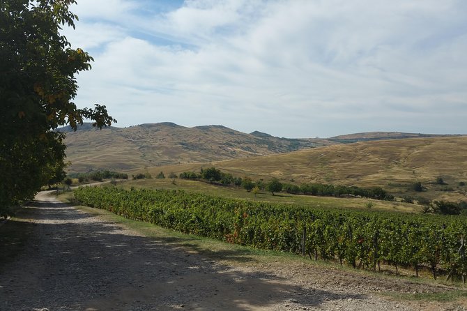 Vineyards and wine tasting experience - Why this tour is worth leaving Bucharest