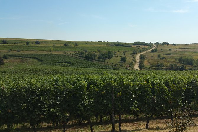Vineyards and wine tasting experience - Who will enjoy this experience most