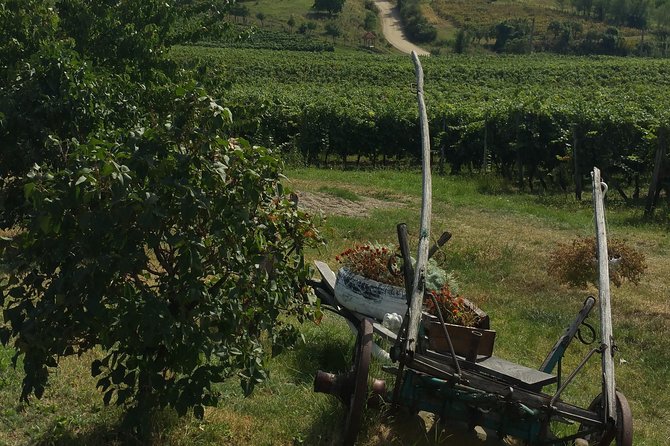 Vineyards and wine tasting experience - Should you book the Romanian vineyard tour?