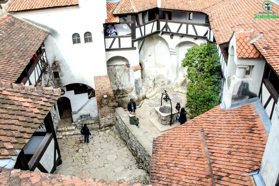 Visit Bear Sanctuary and Bran Castle from Brasov - LiBEARty Sanctuary: the most meaningful stop