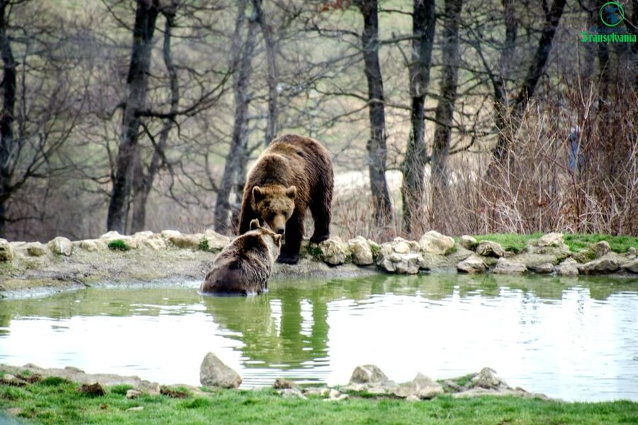 Visit Bear Sanctuary and Bran Castle from Brasov - What the $83 price really buys you