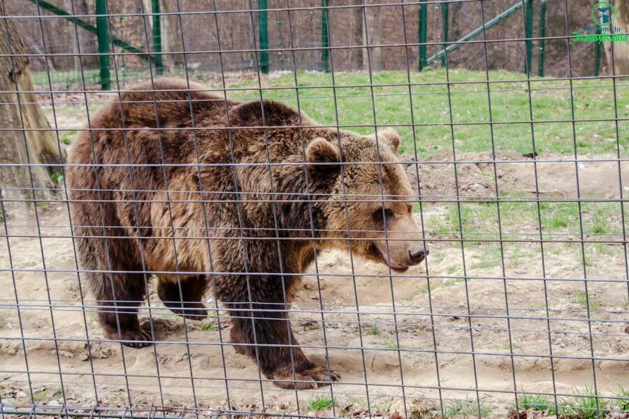 Visit Bear Sanctuary and Bran Castle from Brasov - The schedule and its weak spots