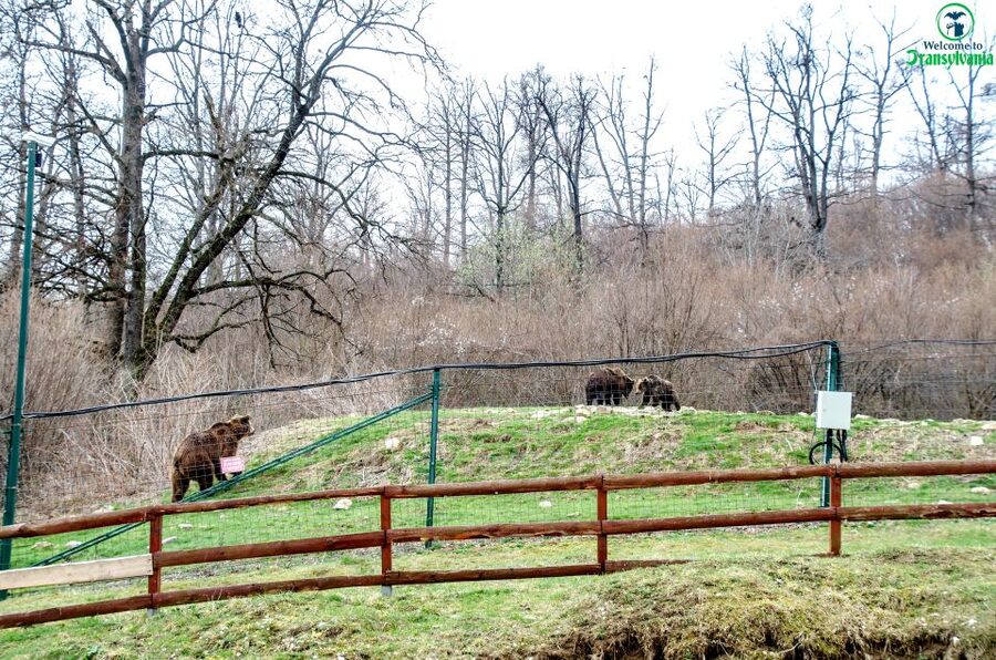 Visit Bear Sanctuary and Bran Castle from Brasov - Who will enjoy this tour most